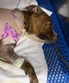 Pit Bull Terrier and Mixed Breed Dogs Available for Adoption in West Memphis, Arkansas - Harriett | PetCurious