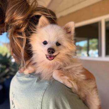 Checkers -  Pomeranian Dog for Adoption in Ramona, California - Checkers | PetCurious
