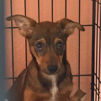 0964-D26 -  Mixed Breed Dog for Adoption in Port Charlotte, Florida - 0964-D26 | PetCurious