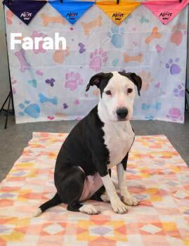 Pit Bull Terrier Dogs Available for Adoption - Farah Yrly 39 | PetCurious
