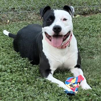Scout 2 -  Pit Bull Terrier Dog for Adoption in Krum, Texas - Scout 2 | PetCurious