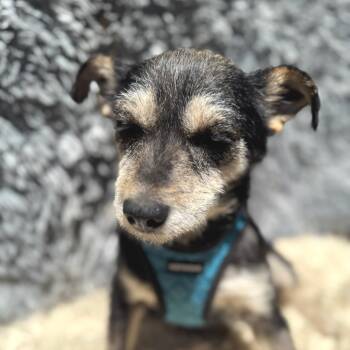 Rescue Terrier Dogs for Adoption in San Diego, California - Mia BIANKA | PetCurious