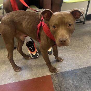 Steak -  Mixed Breed Dog for Adoption in Philadelphia, Pennsylvania - Steak | PetCurious