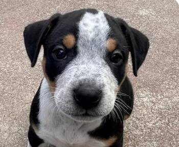 Biscuit -  Rottweiler and Terrier Dog for Adoption in San Ramon, California - Biscuit | PetCurious