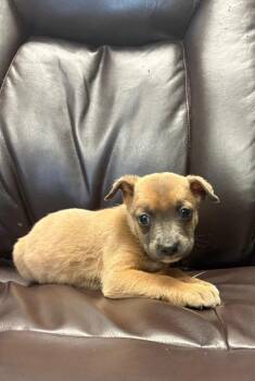 Strech -  Pit Bull Terrier Dog for Adoption in Carson City, Nevada - Strech | PetCurious