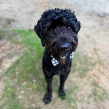 Milo Midnight Playtime Prince -  Poodle and Labradoodle Dog for Adoption in Friendswood, Texas - Milo Midnight Playtime Prince | PetCurious