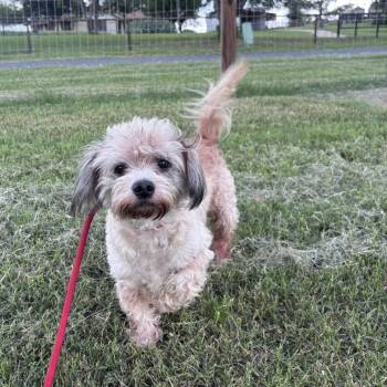 Bear(*) -  Lhasa Apso and Mixed Breed Dog for Adoption in Floresville, Texas - Bear(*) | PetCurious