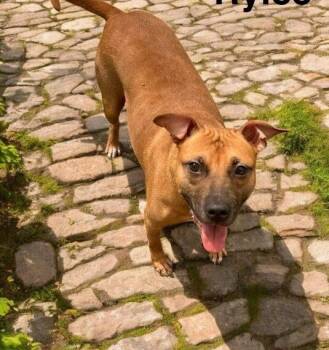 Rescue Black Mouth Cur Dogs for Adoption in Eloise, Florida - Momma | PetCurious