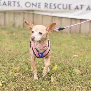 Wren -  Chihuahua Dog for Adoption in Columbia, Maryland - Wren | PetCurious