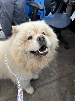 Mixed Breed Dogs Available for Adoption in Dallas, Texas - UBE | PetCurious