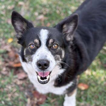 Cardigan Welsh Corgi and Mixed Breed Dogs Available for Adoption - Naelynn 28343 | PetCurious