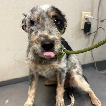 cheesecake -  Terrier and Mixed Breed Dog for Adoption in Yuma, Arizona - Cheesecake | PetCurious