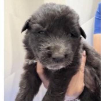 Mookie -  Mixed Breed Dog for Adoption in Midland, Texas - Mookie | PetCurious