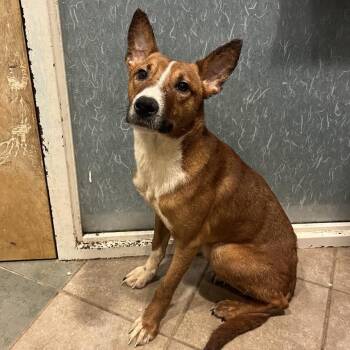 Mixed Breed Dogs Available for Adoption in Chattanooga, Tennessee - McGriddles | PetCurious