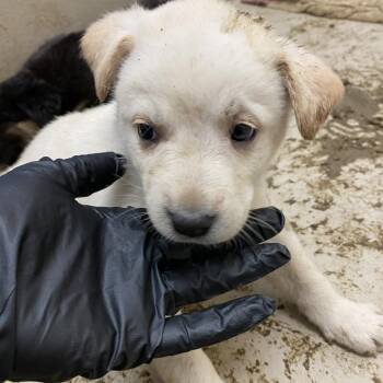 Labrador Retriever Dogs Available for Adoption in Austin, Texas - Mimas | PetCurious