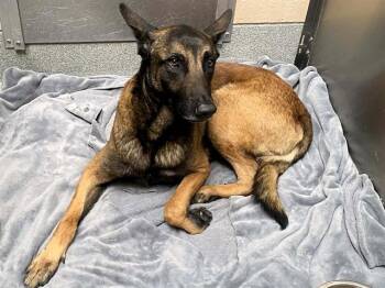 Belgian Shepherd Malinois Dogs Available for Adoption in Tustin, California - BOSCO | PetCurious