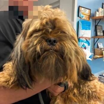 Perry -  Mixed Breed Dog for Adoption in Jeffersonville, Indiana - Perry | PetCurious