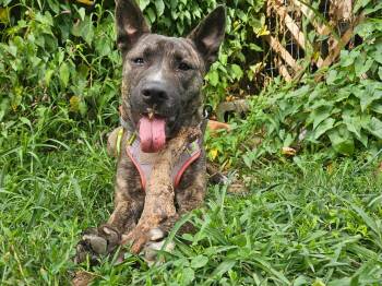 Lacy-MD -  American Staffordshire Terrier Dog for Adoption in Magnolia, Texas - Lacy-MD | PetCurious