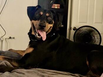 Tasha -  Doberman Pinscher Dog for Adoption in Dallas, Texas - Tasha | PetCurious