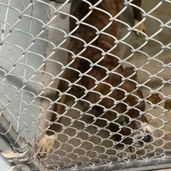 Pit Bull Terrier Dogs Available for Adoption - Dixie | PetCurious