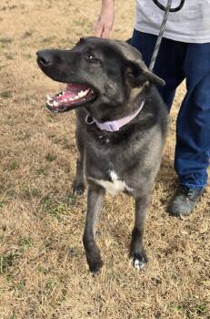 Rescue Shepherd and Husky Dogs for Adoption in Larned, Kansas - Bailey | PetCurious