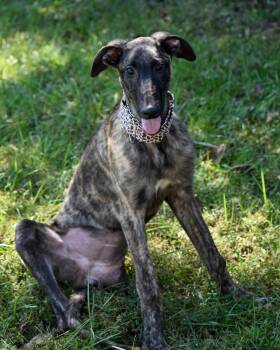 Rescue Lurcher Dogs for Adoption in Indianapolis, Indiana - Trinket | PetCurious