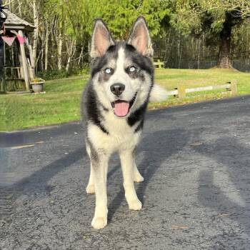 Rescue Husky and Hound Dogs for Adoption in Warrenton, Oregon - Skunkie | PetCurious