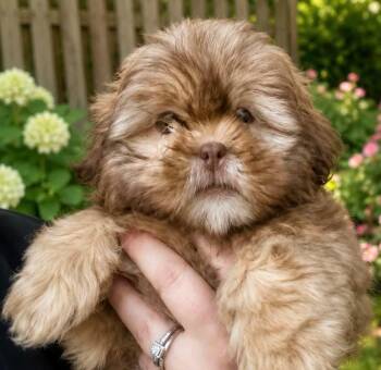 Harry -  Shih Tzu Dog for Adoption in Anniston, Alabama - Harry | PetCurious