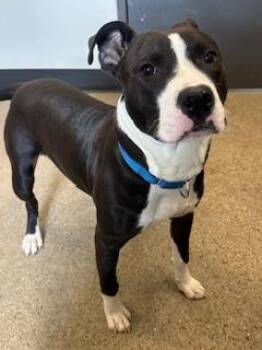 Pit Bull Terrier Dogs Available for Adoption in Cleveland, Ohio - Griffy | PetCurious