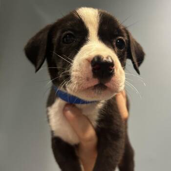Vander -  Mixed Breed Dog for Adoption in Chattanooga, Tennessee - Vander | PetCurious