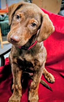 Rescue Mixed Breed Dogs for Adoption in South Portland, Maine - Volt | PetCurious