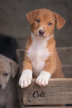Mixed Breed Dogs Available for Adoption - Colt | PetCurious