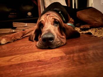 Trusty -  Bloodhound Dog for Adoption in Pflugerville, Texas - Trusty | PetCurious