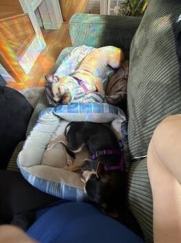 Jack Russell Terrier Dogs Available for Adoption in Alafaya, Florida - Lily | PetCurious