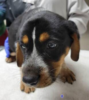Green -  Australian Cattle Dog Blue Heeler and Beagle Dog for Adoption in Portage, Wisconsin - Green | PetCurious