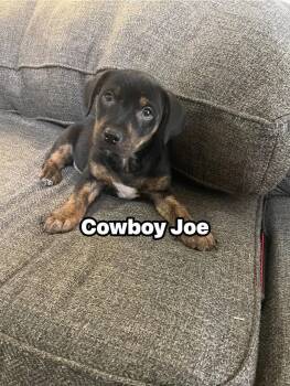 Chiweenie and Chihuahua Dogs Available for Adoption - Cowboy Joe | PetCurious