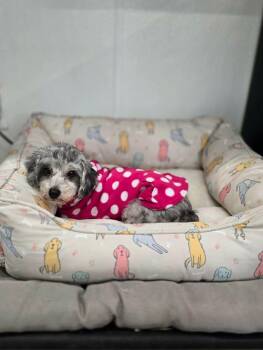 Havanese and Miniature Poodle Dogs Available for Adoption in Brunswick, Maine - Gracie | PetCurious