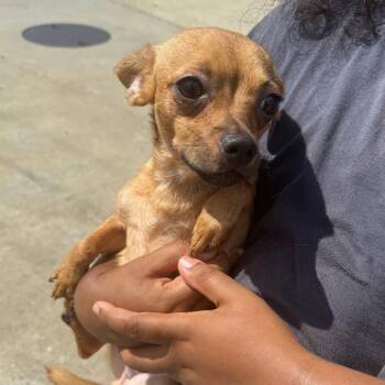 Cigar -  Mixed Breed Dog for Adoption in Columbus, Georgia - Cigar | PetCurious