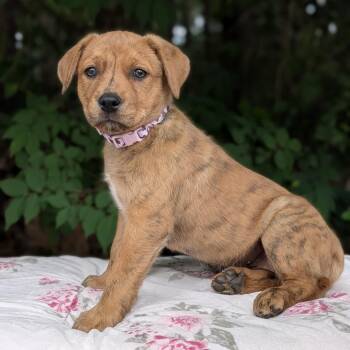 Labrador Retriever and Pit Bull Terrier Dogs Available for Adoption in Tyrone, Georgia - Queen Clarisse 05-0604 | PetCurious