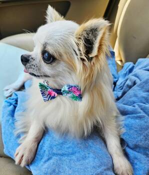 Rescue Chihuahua Dogs for Adoption in Broken Arrow, Oklahoma - Keegan | PetCurious