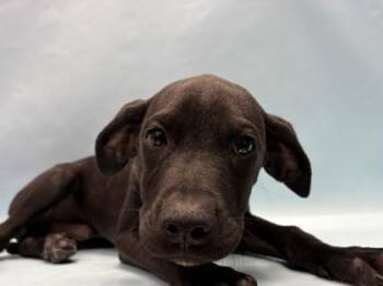 Paulie -  Labrador Retriever and Mixed Breed Dog for Adoption in Golden Valley, Minnesota - Paulie | PetCurious