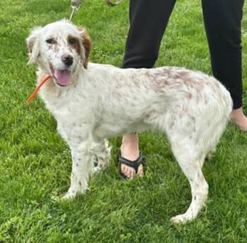 Lulu- URGENT FOSTER NEEDED -  English Setter Dog for Adoption in Wood Dale, Illinois - Lulu- URGENT FOSTER NEEDED | PetCurious