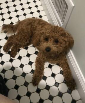 Toby -  Bichon Frise Dog for Adoption - Toby | PetCurious