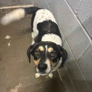 Beagle Dogs Available for Adoption in Corbin, Kentucky - Oma | PetCurious