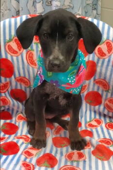 Rescue Hound and Labrador Retriever Dogs for Adoption in Tampa, Florida - Willow - F | PetCurious