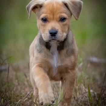 German Shepherd Dog and Labrador Retriever Dogs Available for Adoption - Stella Celestial | PetCurious