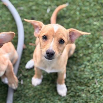 Penne -  Terrier and Dachshund Dog for Adoption in San Diego, California - Penne | PetCurious