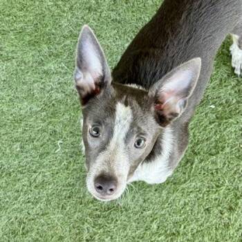 Dawn -  Chihuahua and Dachshund Dog for Adoption in Sacramento, California - Dawn | PetCurious