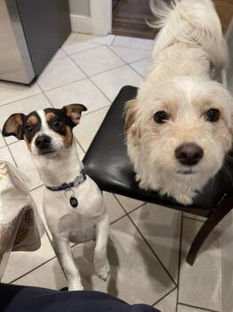 Manchas -  Jack Russell Terrier Dog for Adoption in Burlingame, California - Manchas | PetCurious