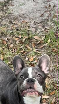 Uno -  French Bulldog and Boston Terrier Dog for Adoption in Lucedale, Mississippi - Uno | PetCurious